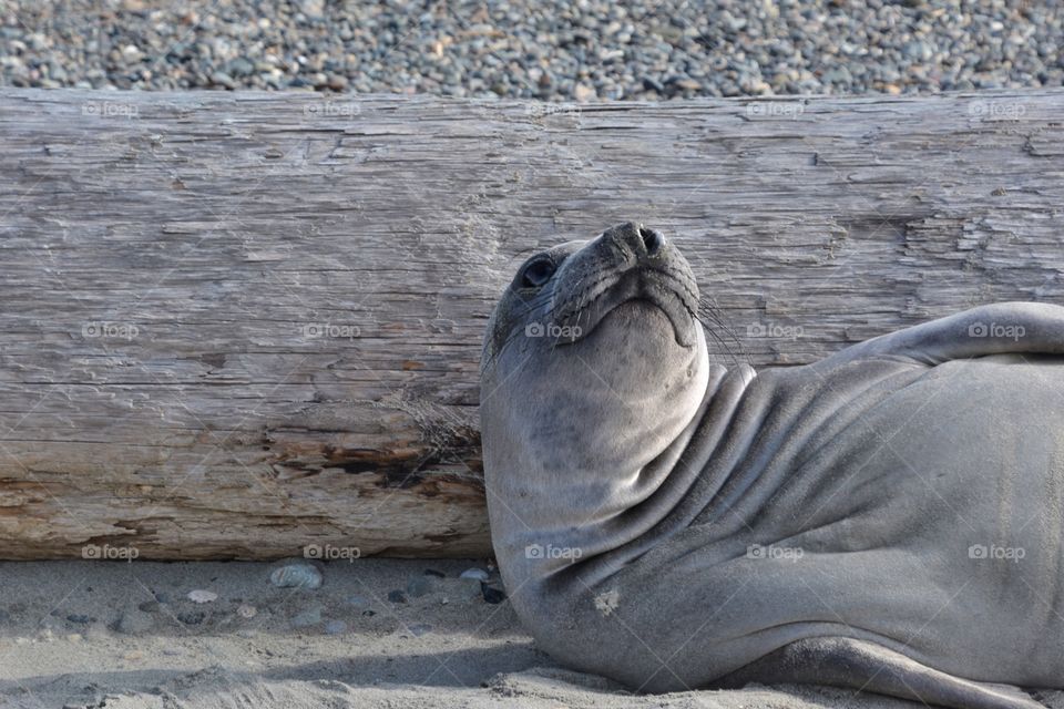 Elephant seal relaxing