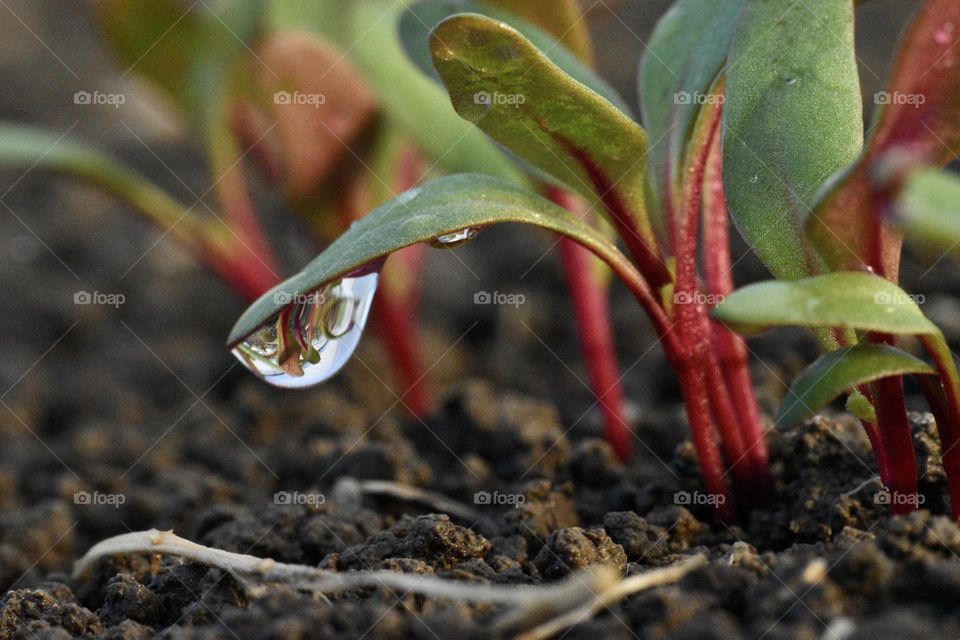 Plants and a morning dew seen from the ground 