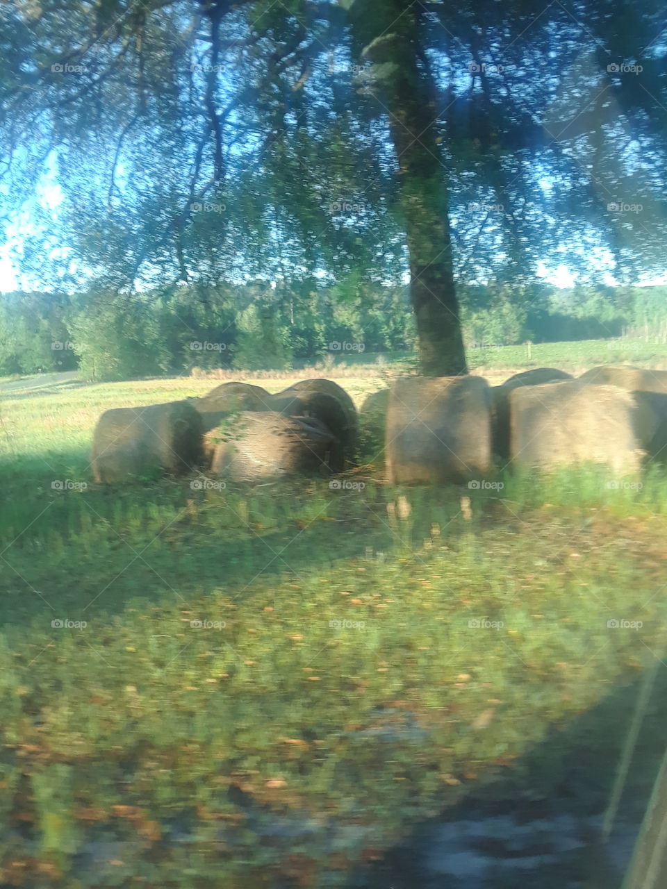 hay tree
