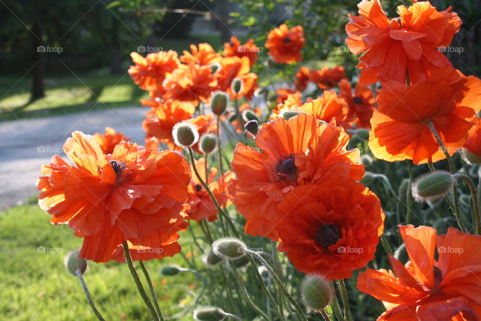 Poppy flowers in sunshine
