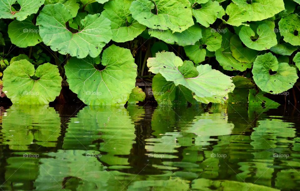 Reflection and water