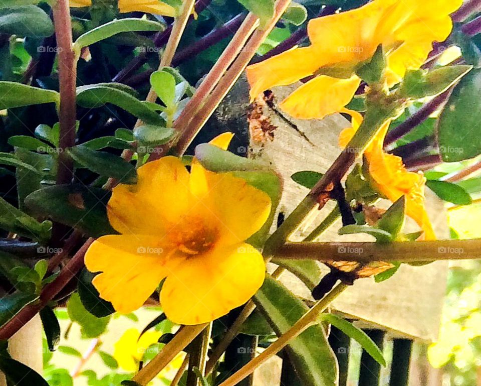 Just yellow flowers 