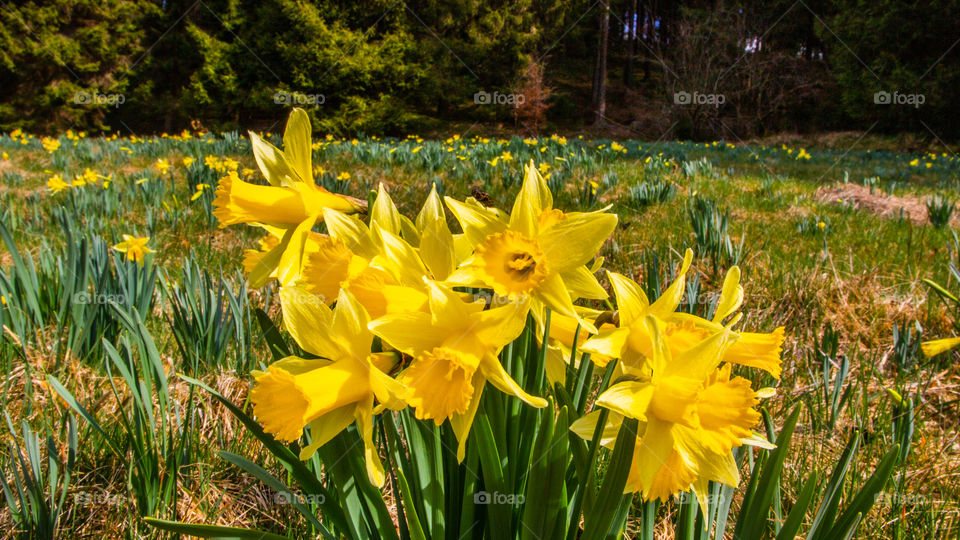 beautiful wild yellow daffodils in Monschau Höfen at the National Park Eifel in Germany NRW Europe