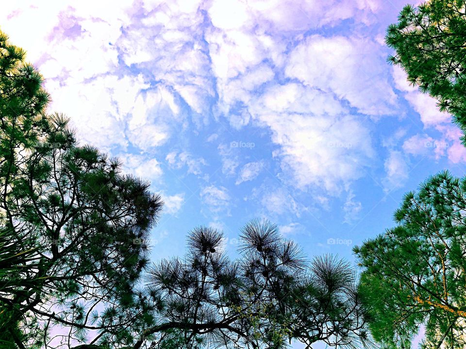 Trees and clouds