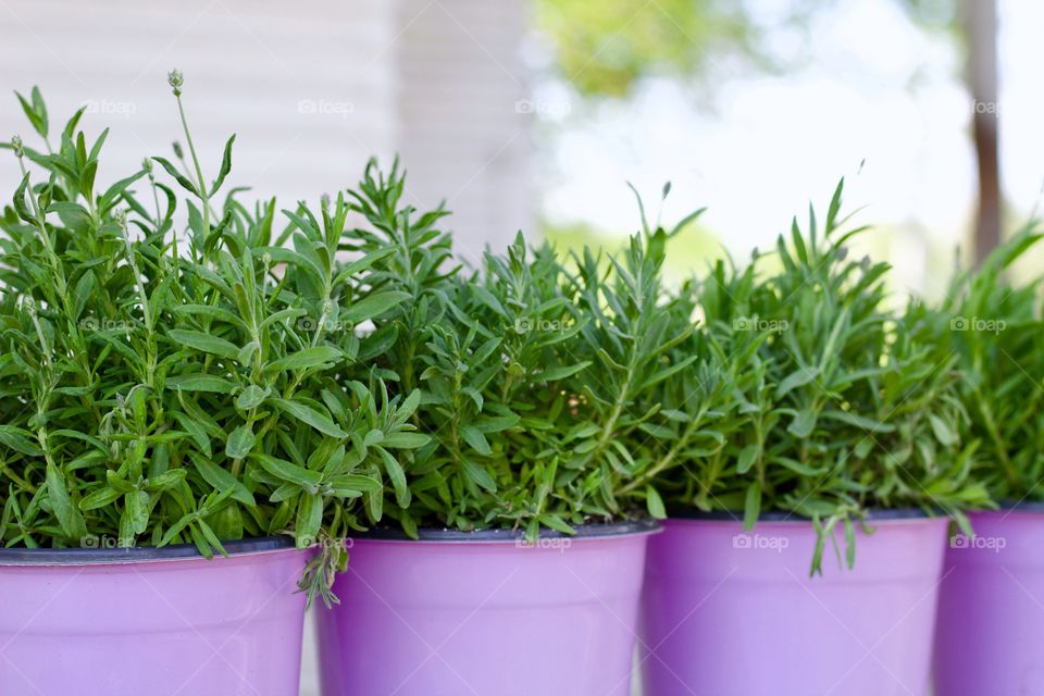 Lavender Bushes - in lavender-colored pots on a wooden porch 