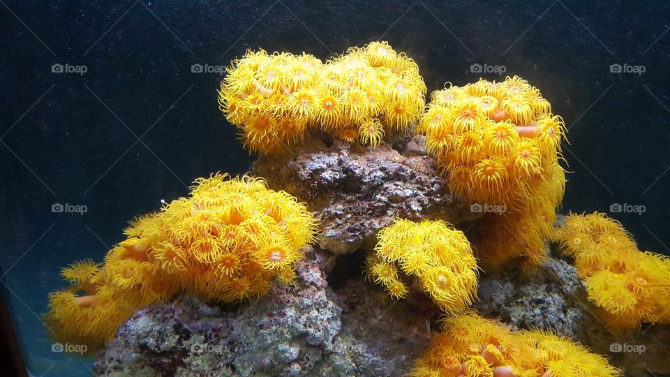 Sea Coral