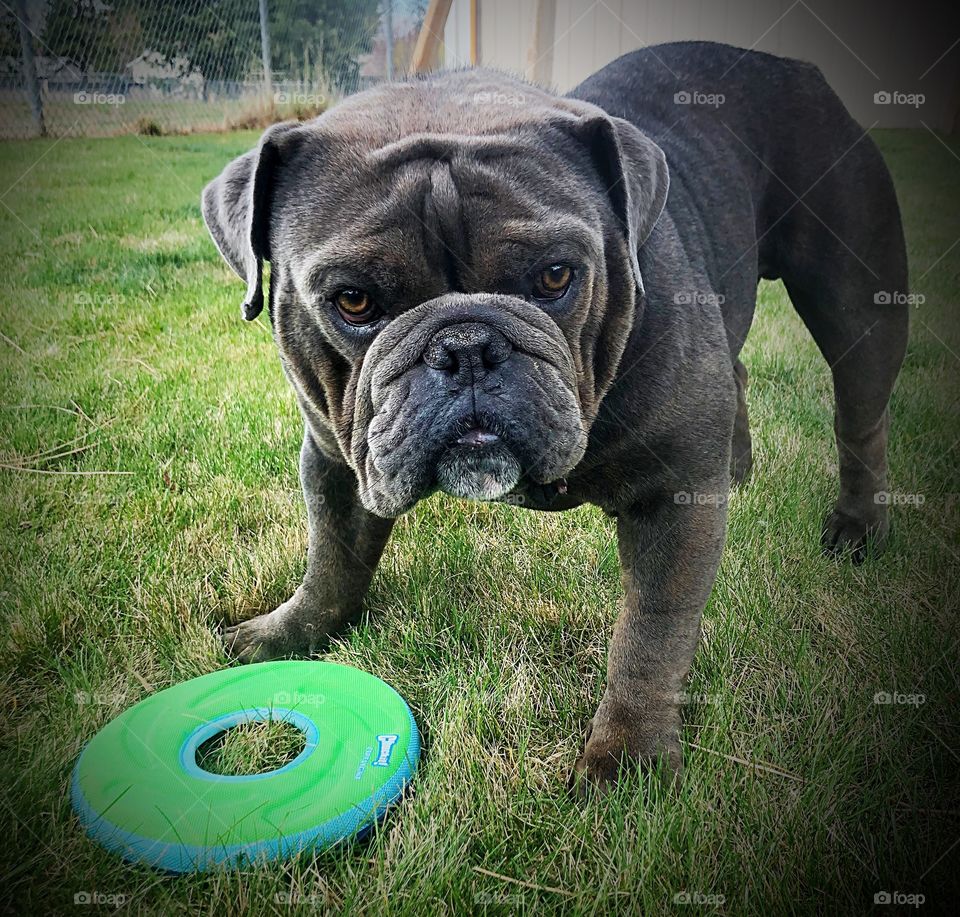 I dare you to take the frisbee 