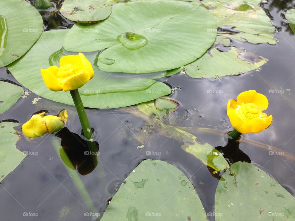 Blooming Nuphar Lutheum, yellow water flower in a Dutch canal.