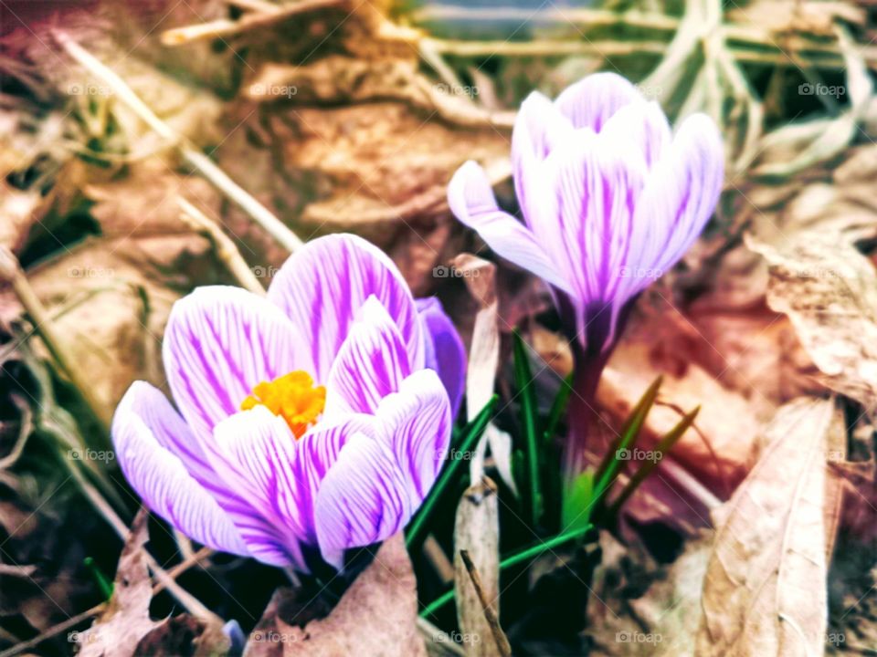 spring bulbes crocus