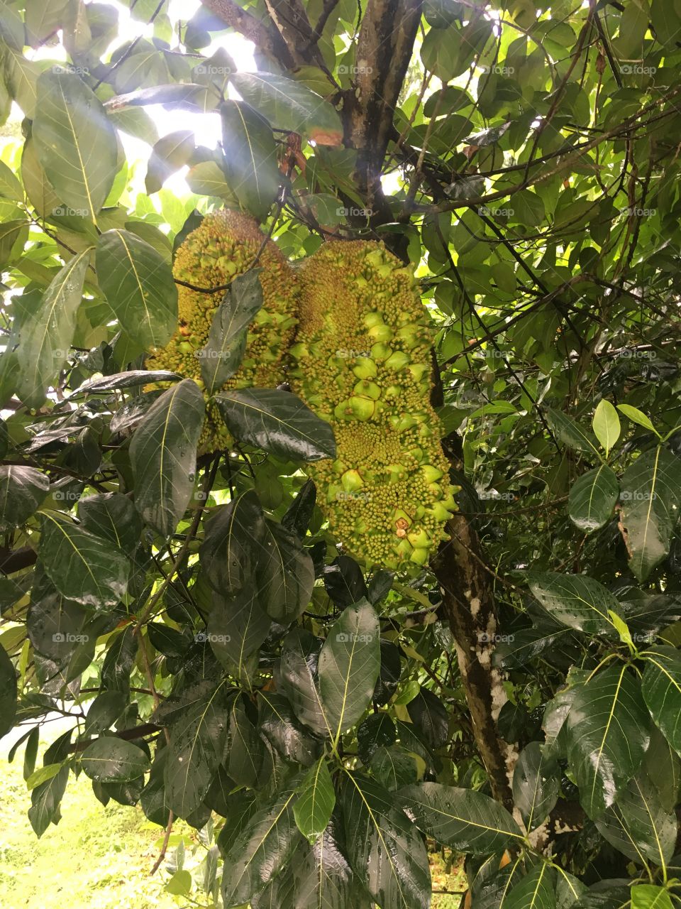 rare fruit jackfruit from Indonesia at mekarsari cibubur