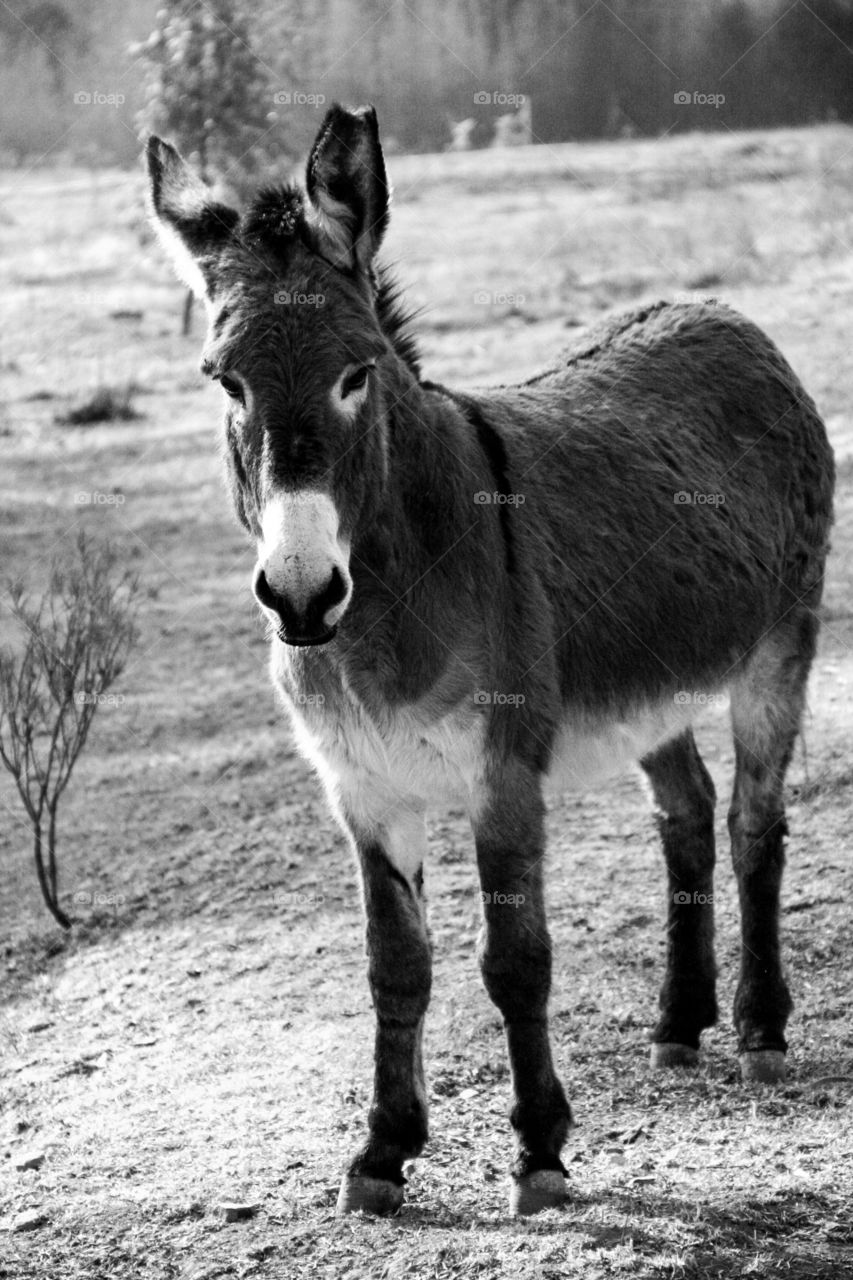 This beautiful donkey reminded me of the donkey in Shrek. So striking in black and white