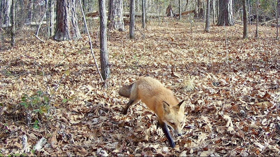 Red fox in autumn forest 