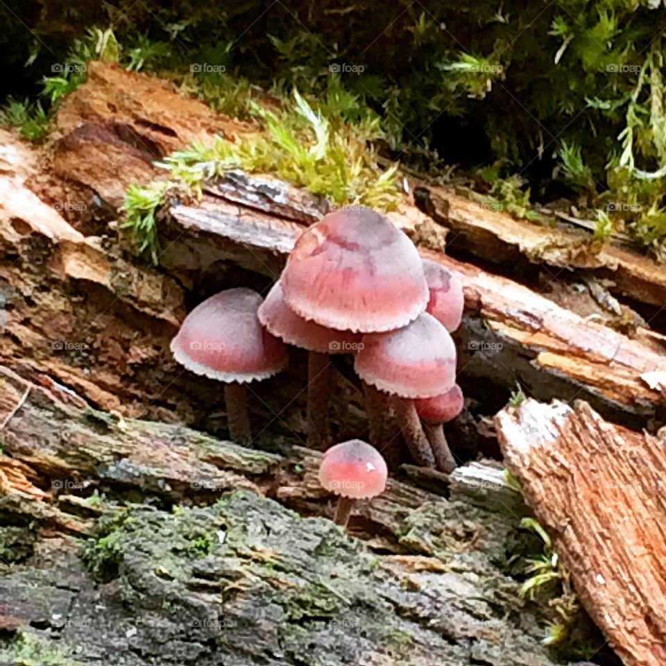 Fungus, Mushroom, Toadstool, Cap, Moss
