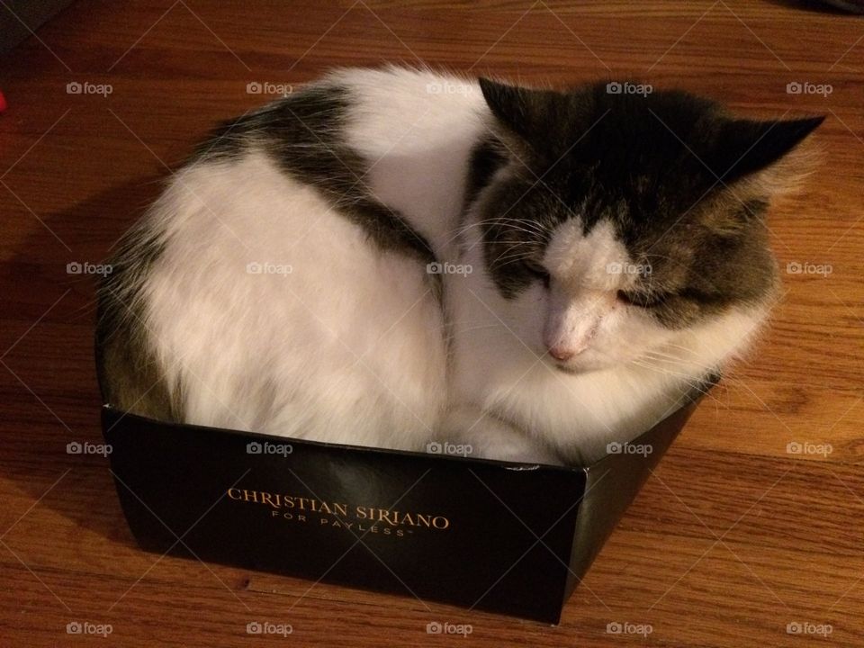 Cat in a box