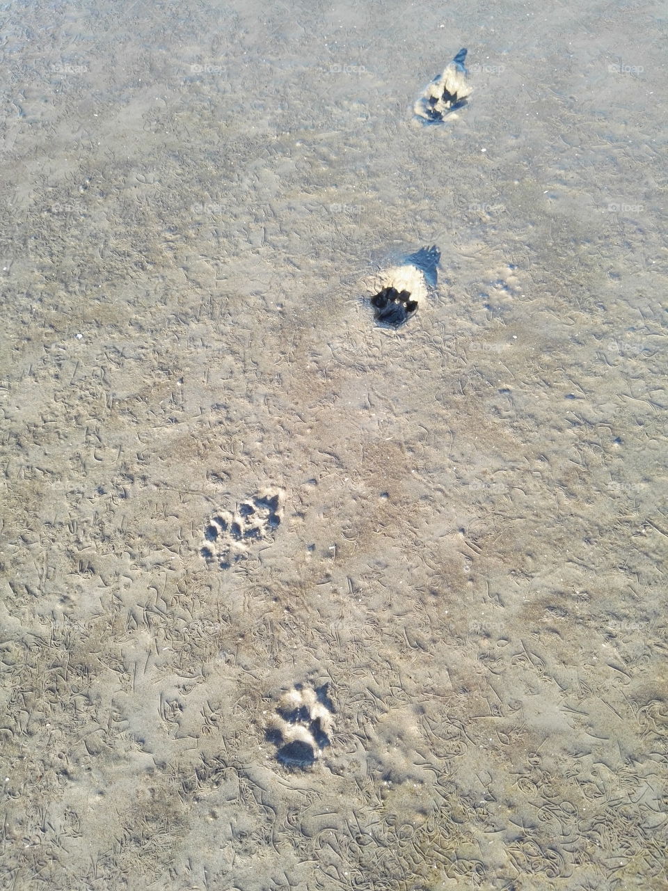 Angel footprint