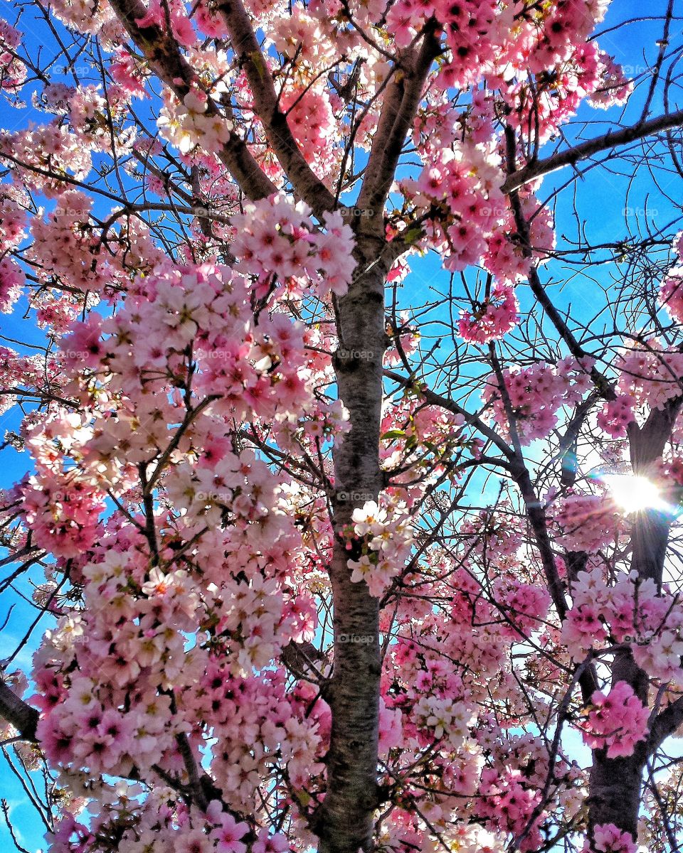 Cherry blossom Tree filtering sunbeams