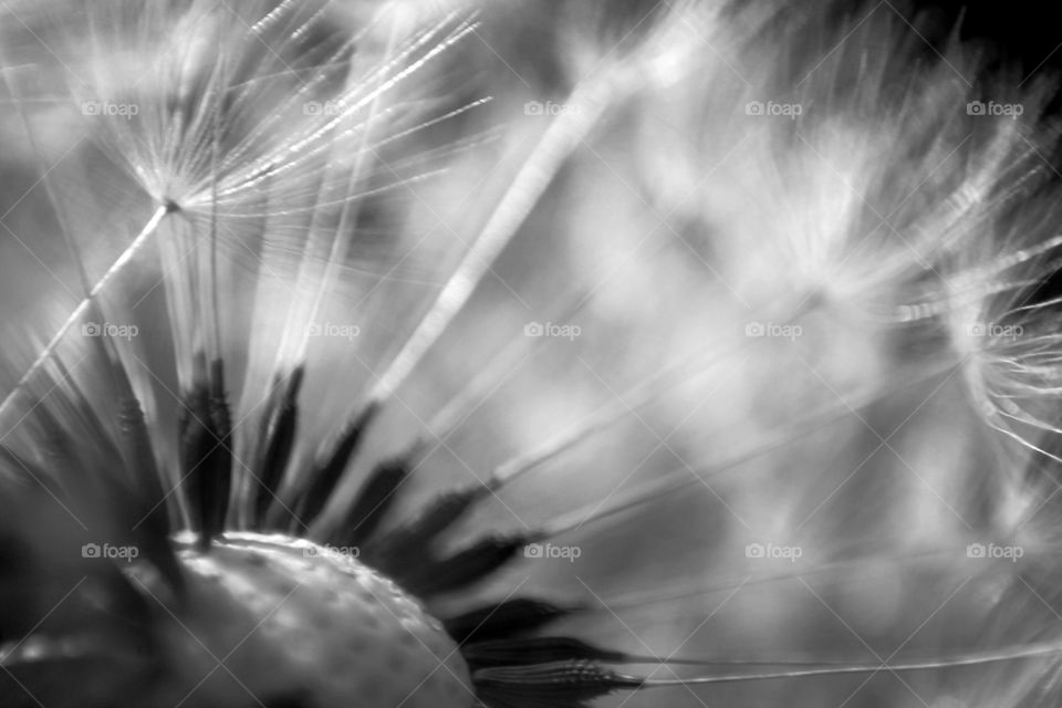 Dandelion