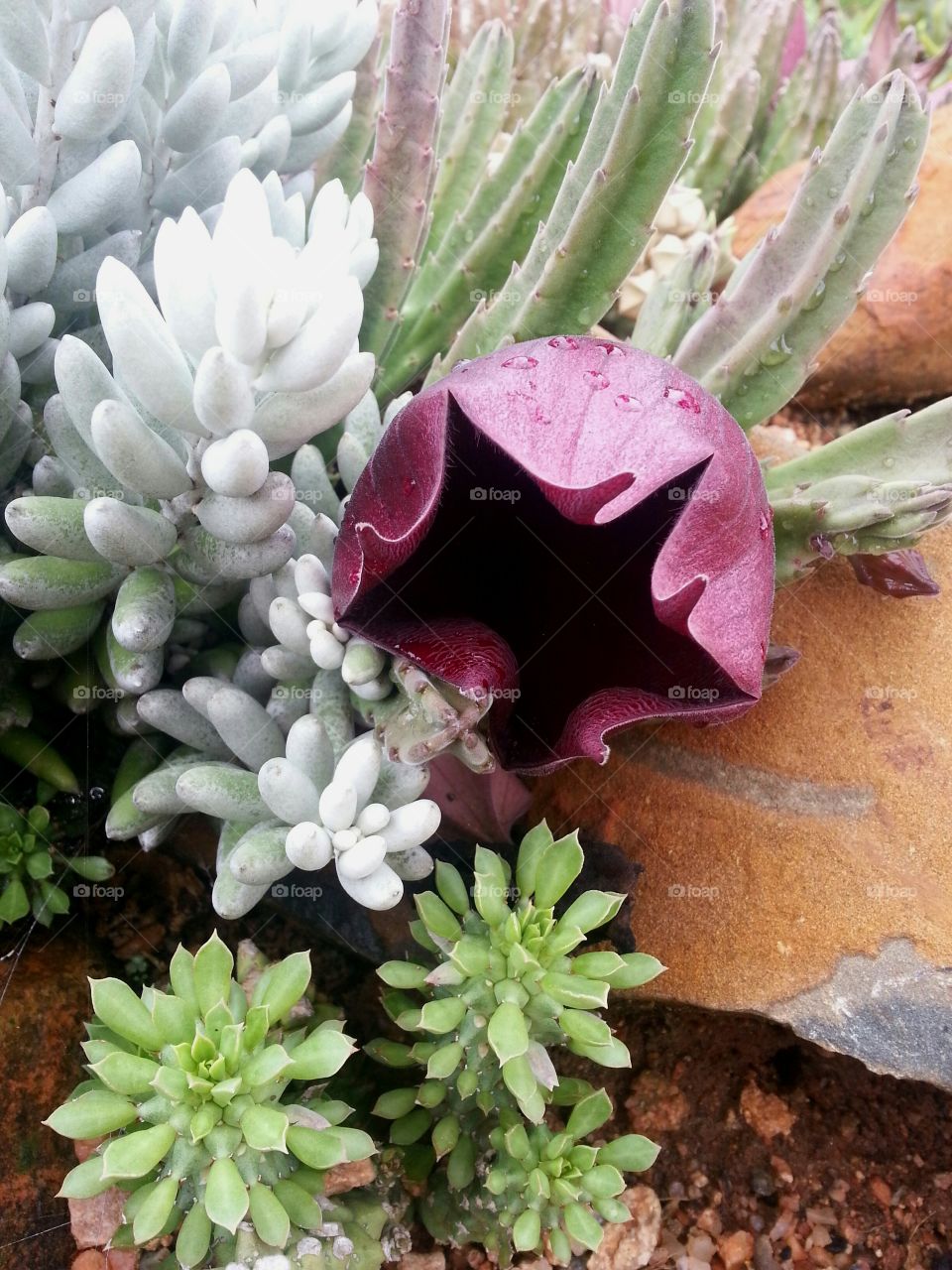 Blooming Stapelia