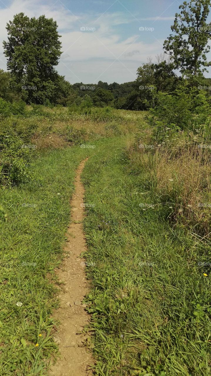 Take the long trail. Skinny trail edged with fields of wildflowers leading to a green forest.