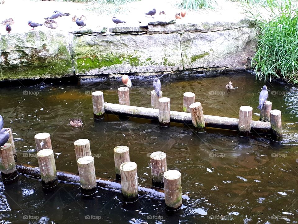 Wooden planks in water with birds on in zoo enclosure
