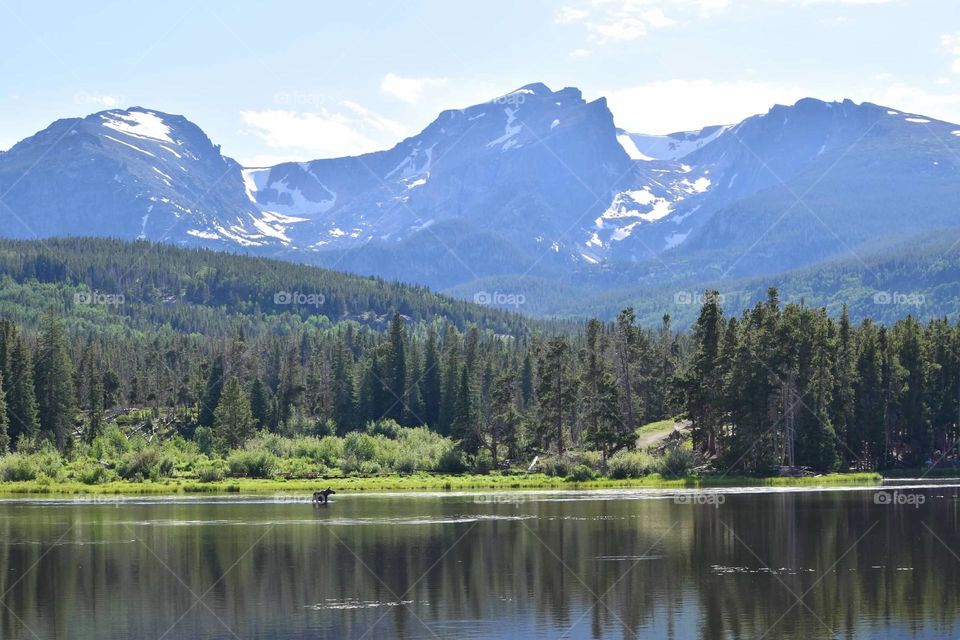 Moose wading in the waters of Sprague lake with a view of the mountains in Rocky Mountain National Park. 