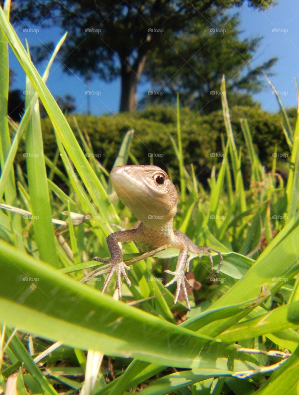 Baby lizard