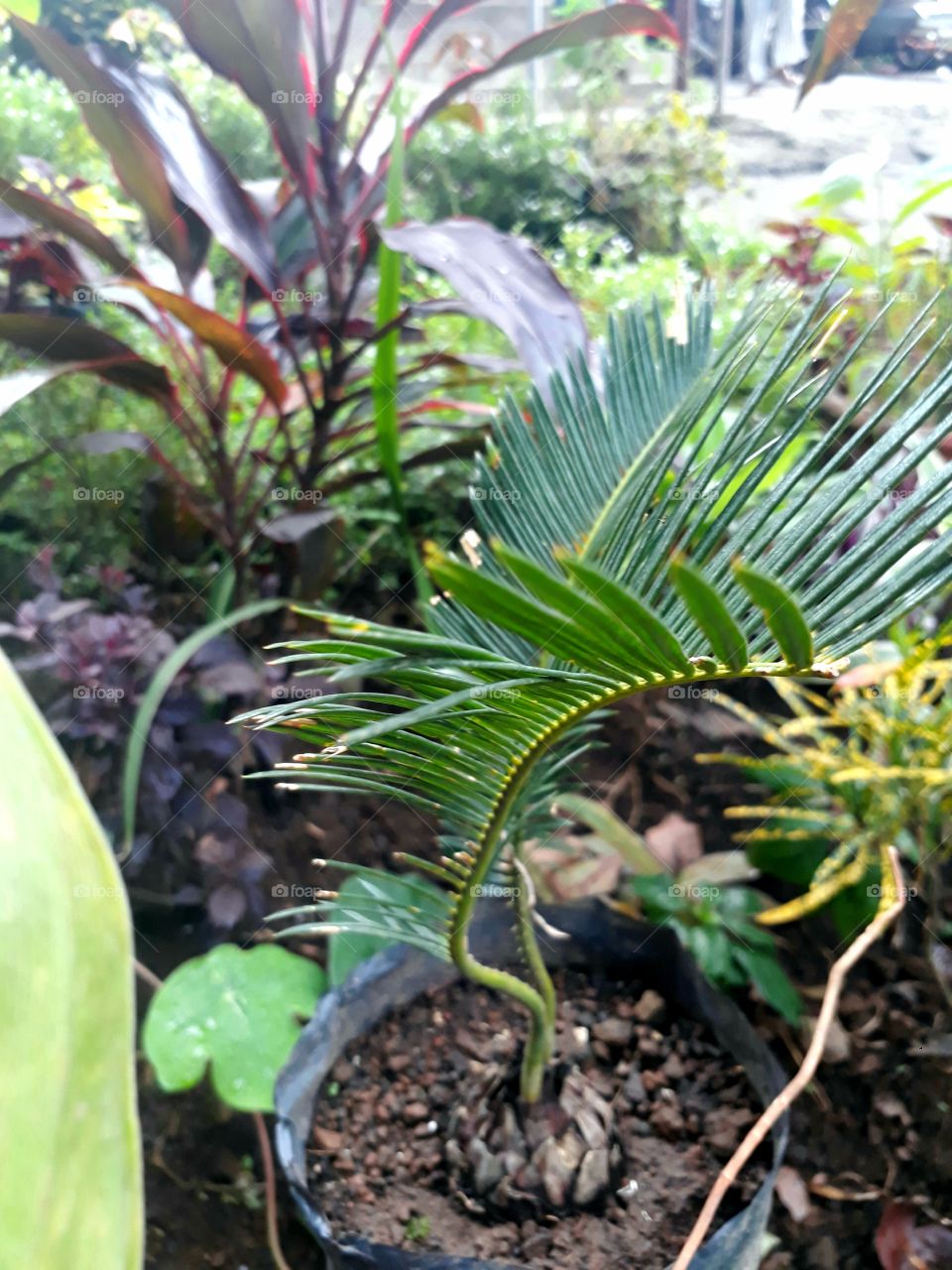 small palm tree