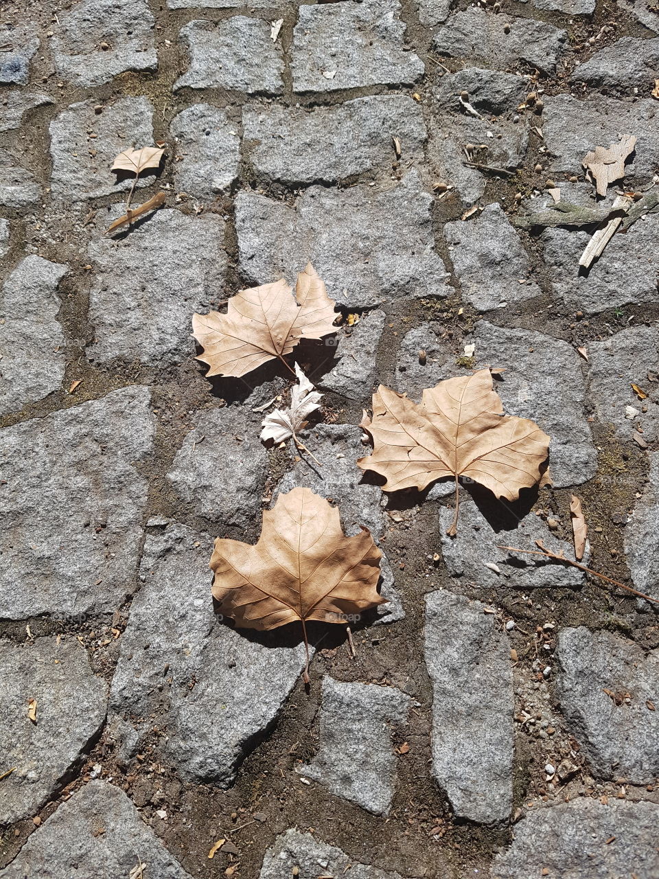 Dry Leaves