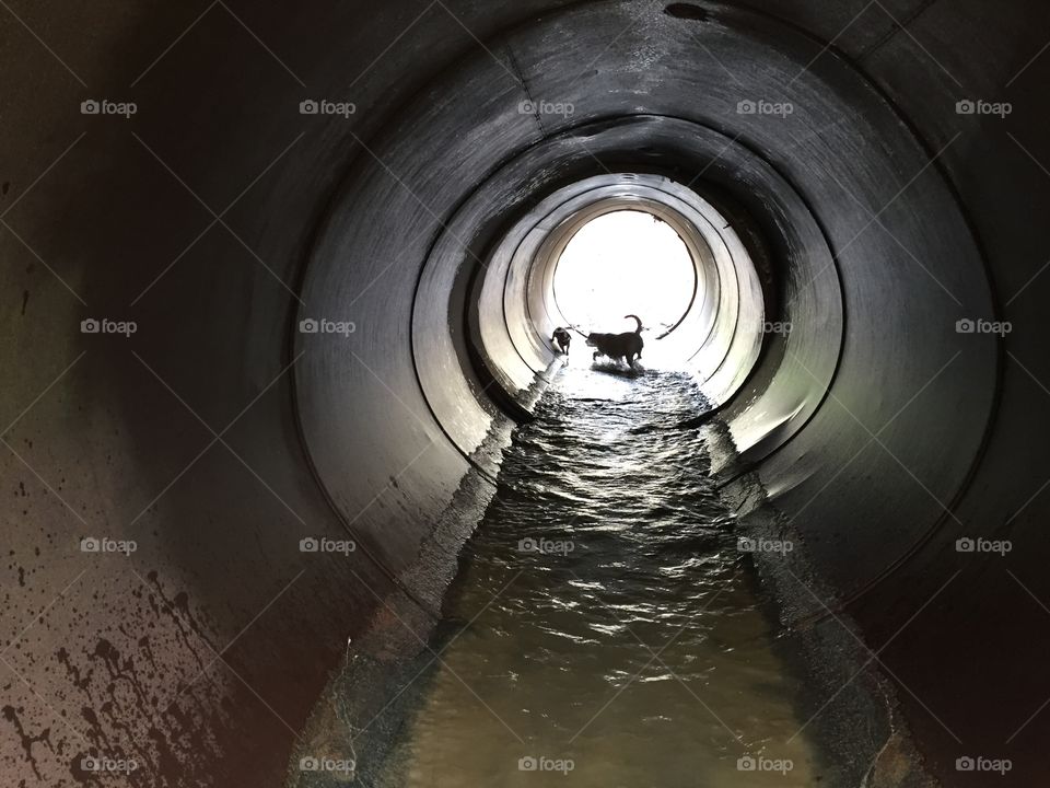 Canines in drain pipe