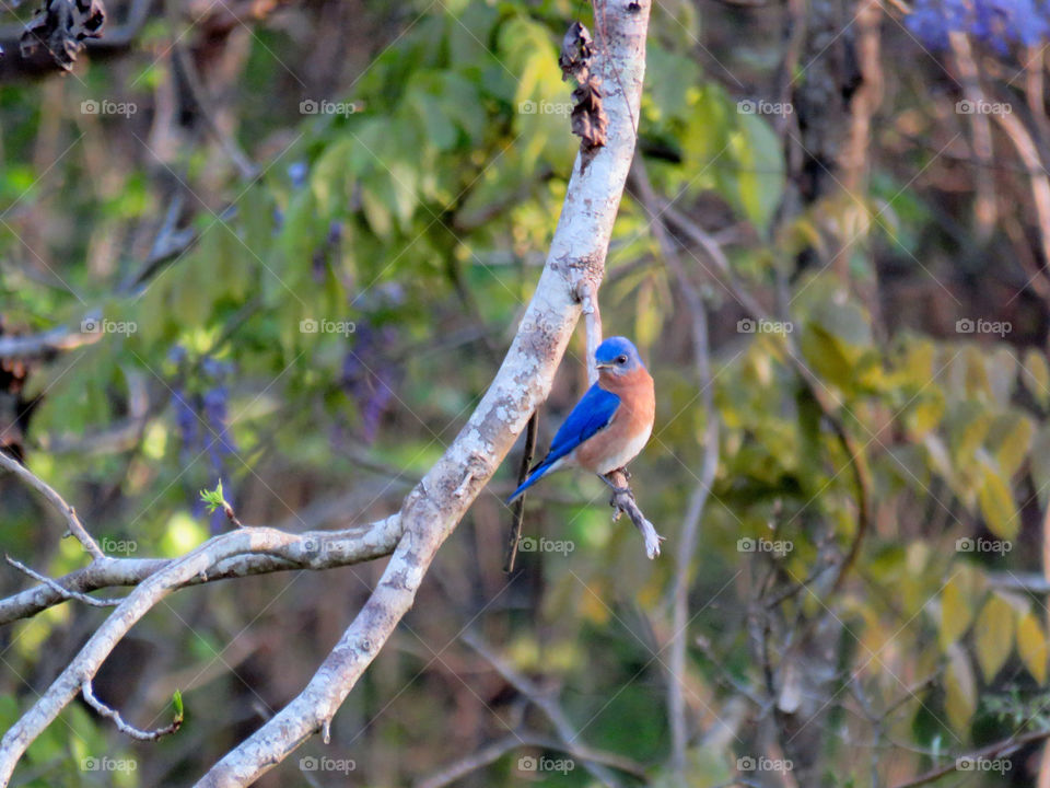 Eastern bluebird