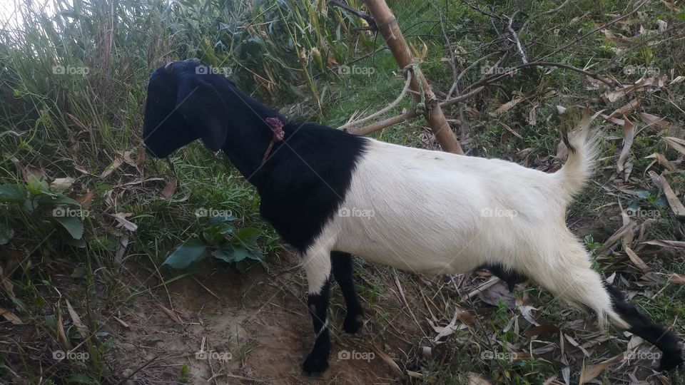 Alpine goats are the result of crossbreeding of American Alpines with French Alpines. American Alpines are the largest goat breeds of America. They are strong, hardy, friendly and productive.