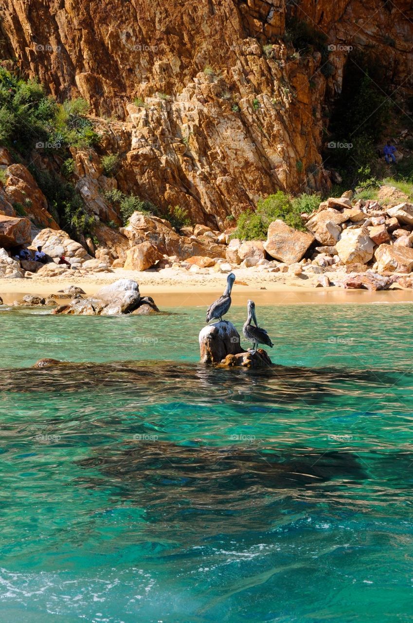Pelicans at the beach