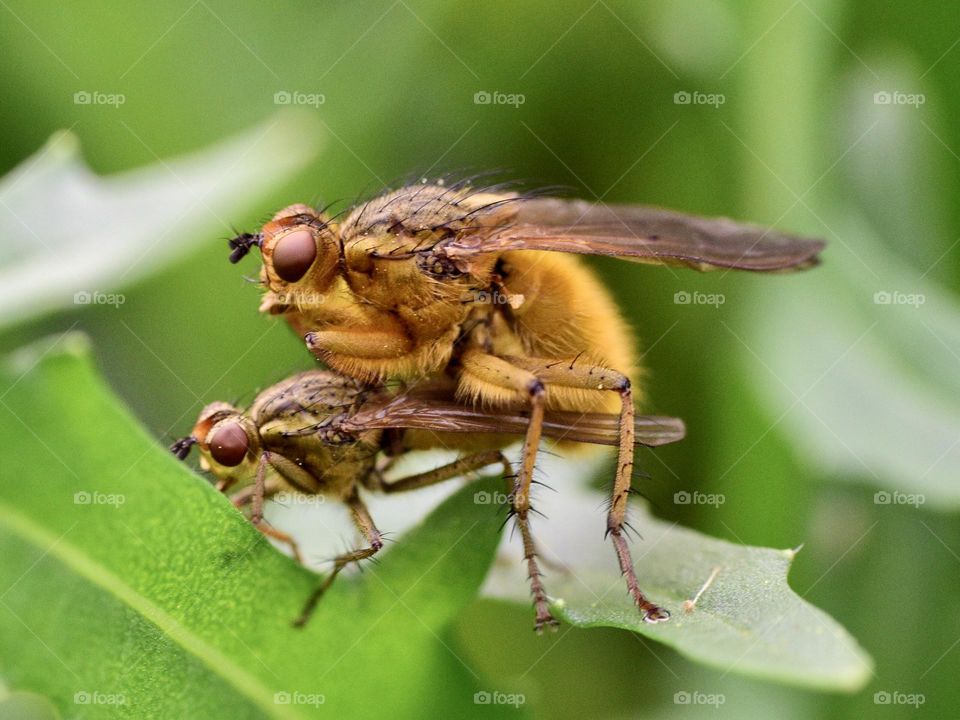 Mating of flies