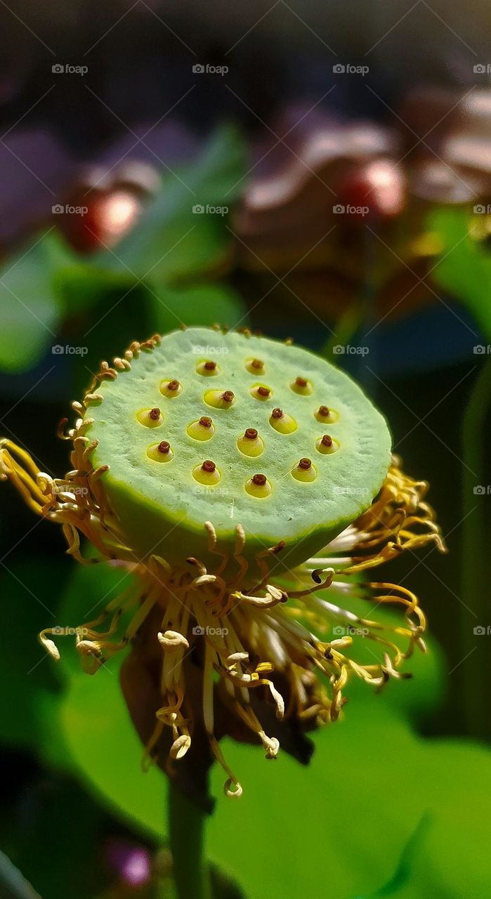 Lotus seed stalk in the sun. I love these stalks just as much as the flower with blushing little petals.