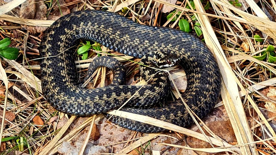 Viper lying in the grass in a forest park