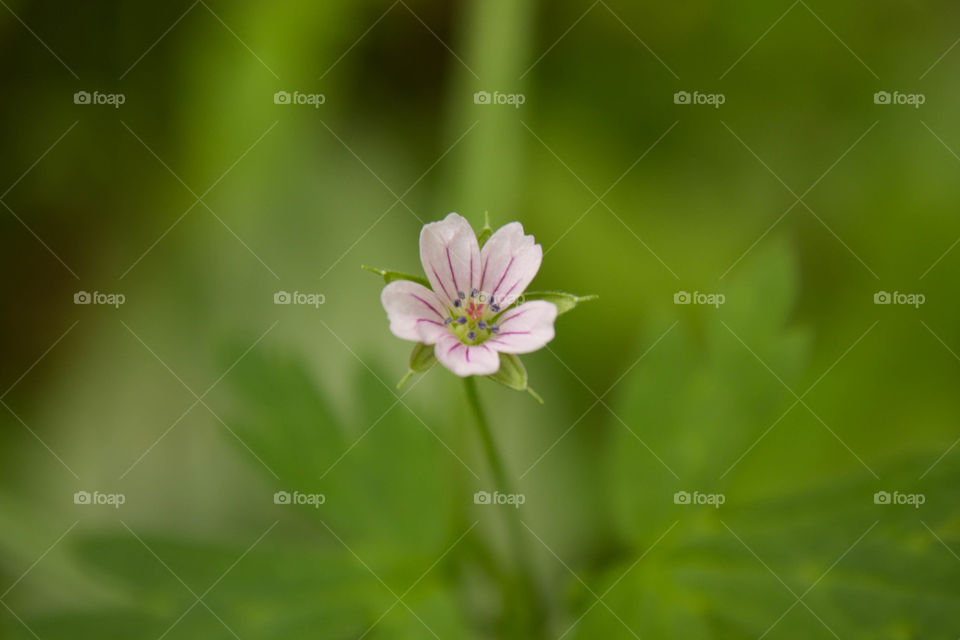 Purple flower in the forest under the shade of the trees