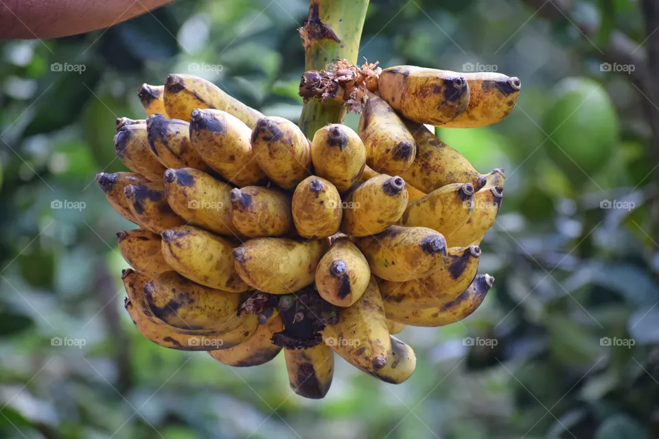 Naturally ripen banana