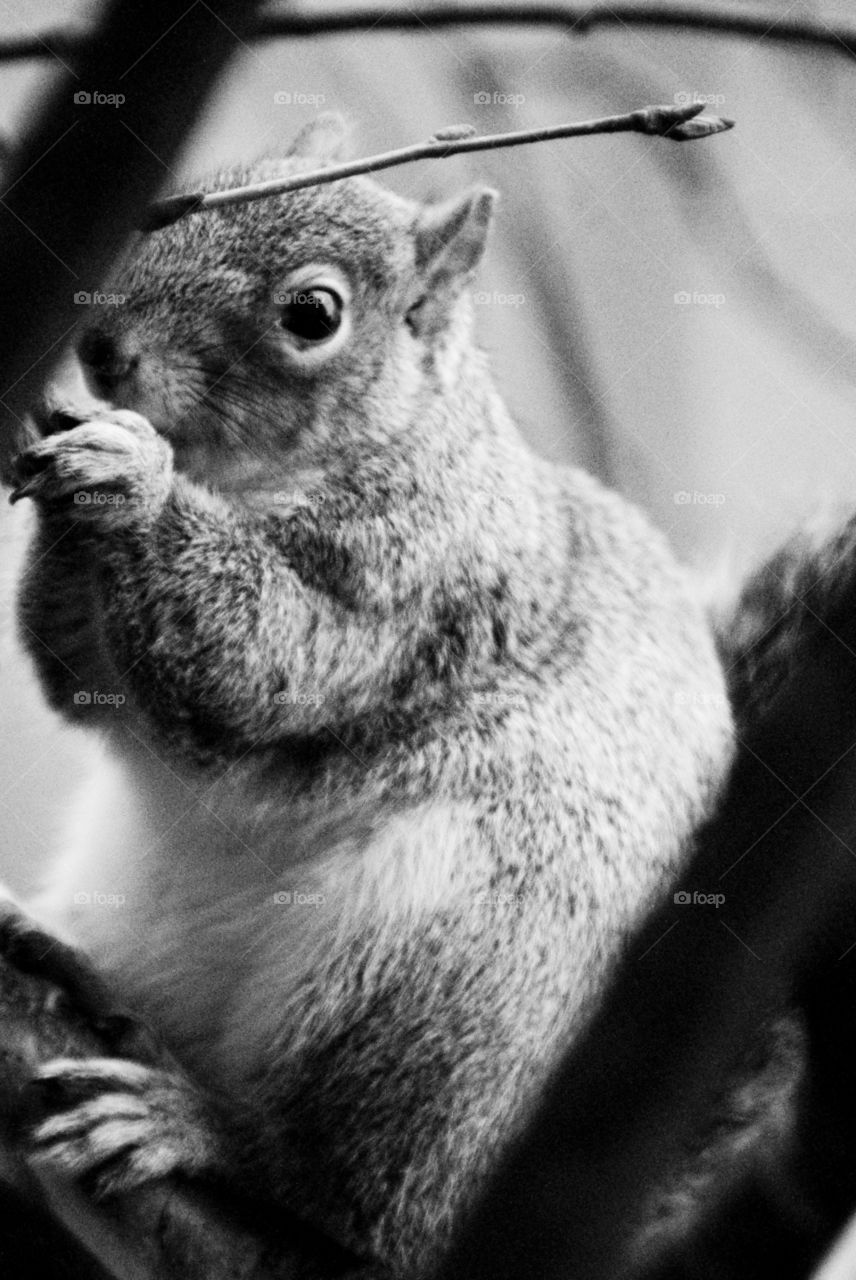 Close up of a squirrel 