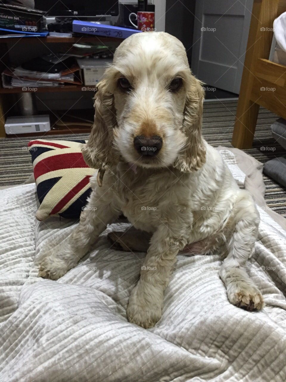 Beautiful cocker spaniel 
