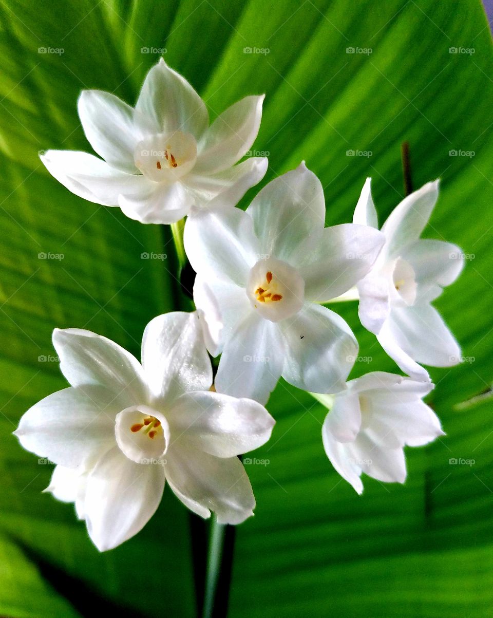 white flowers with tropica