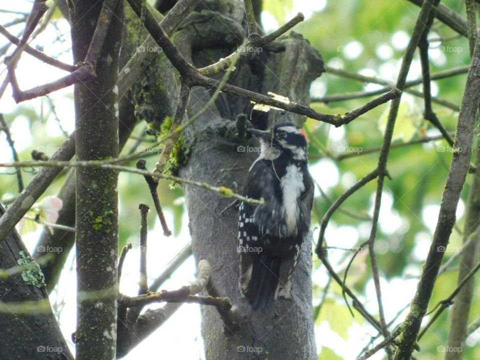 the mighty wood pecker