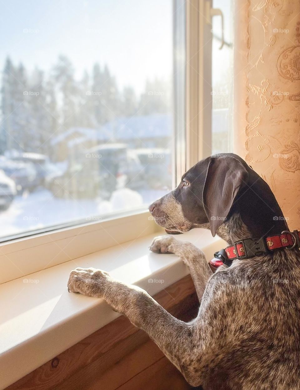 dog looking out the window