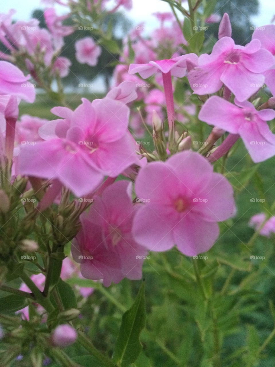 Pretty Purple Porch Flowers Closeup