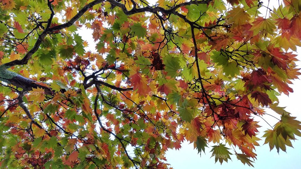 Colorful autumn leaves