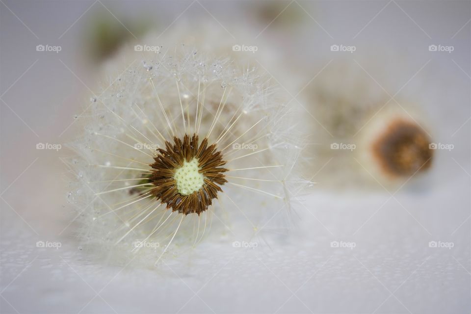 dried dandelions