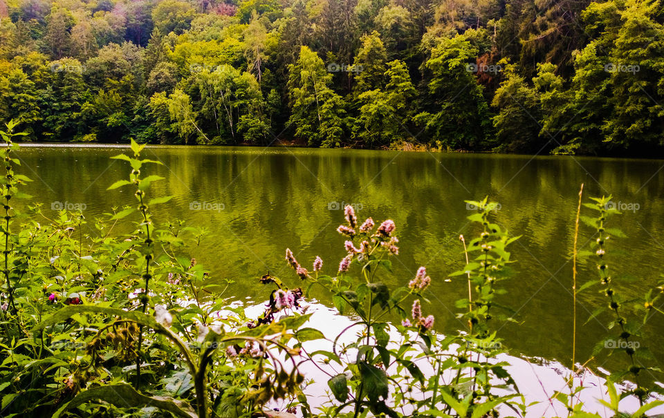 Nature Brno Lake