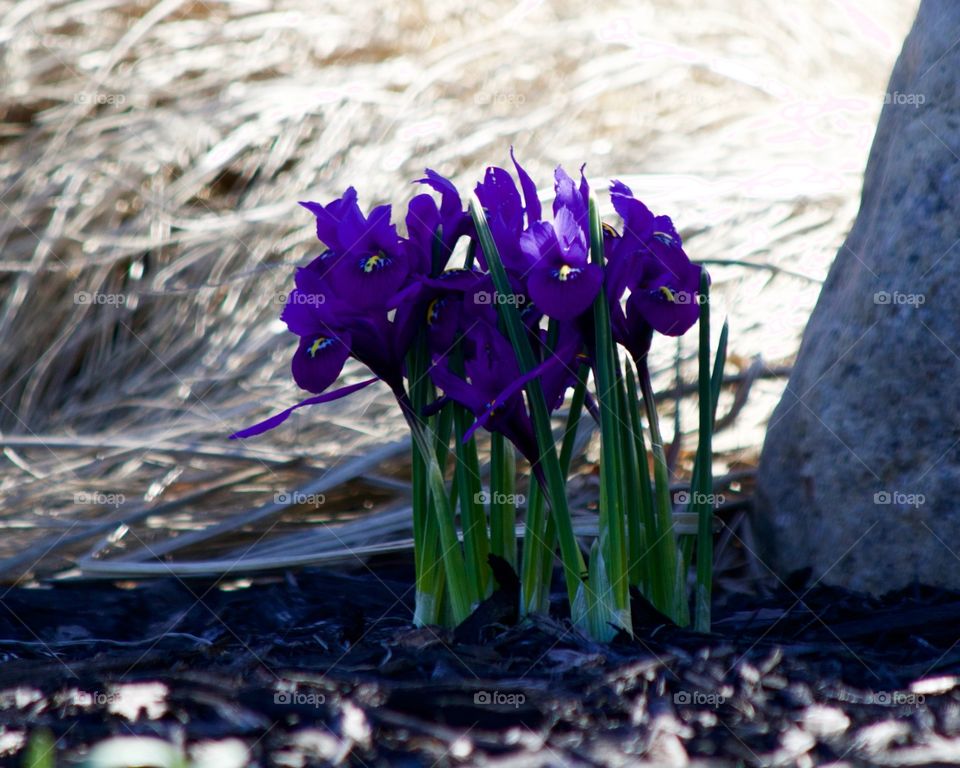 Spring bulbs