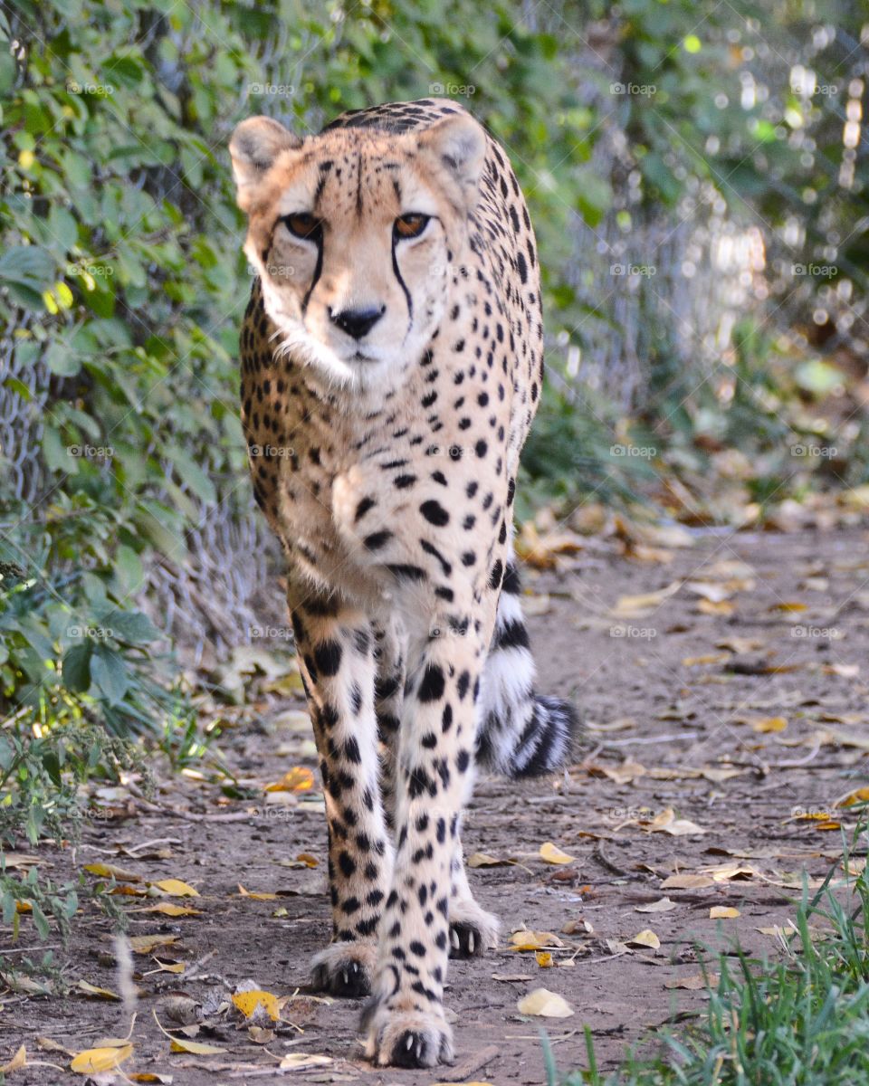 Cheetah at the zoo 