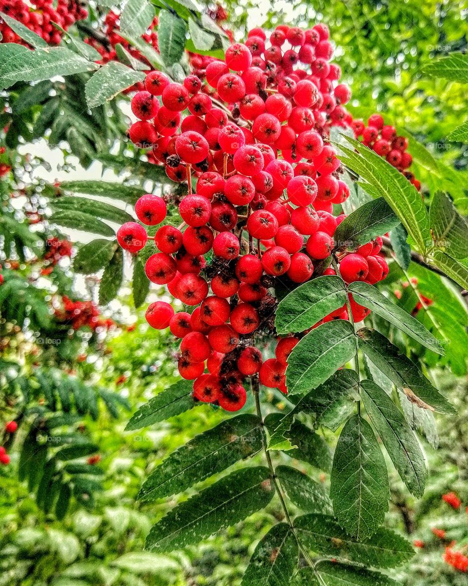 Bright bunches of mountain ash