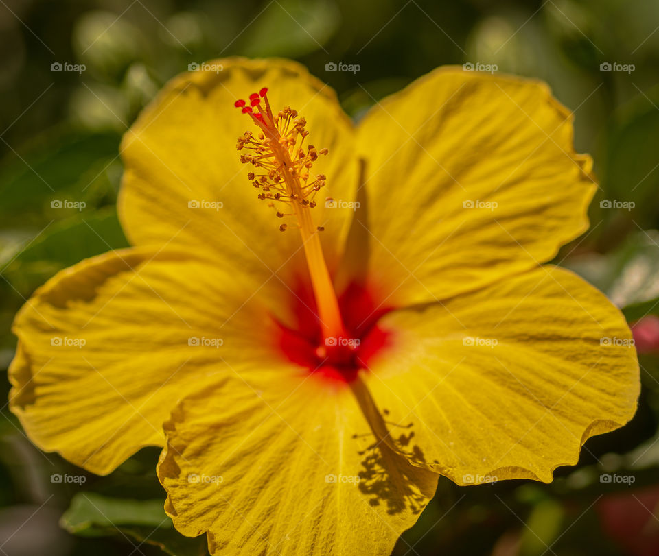 Cheerful yellow hibiscus flower head closeup/macro